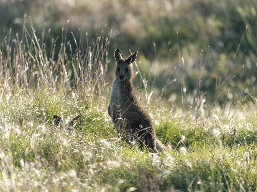 [Land for Sale] Dobson Place Estate, Morayfield OpenLot